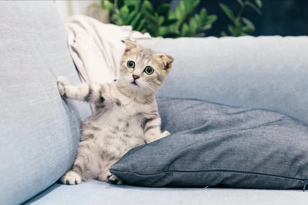 500px Chat Surpris avec la première ligne en noir