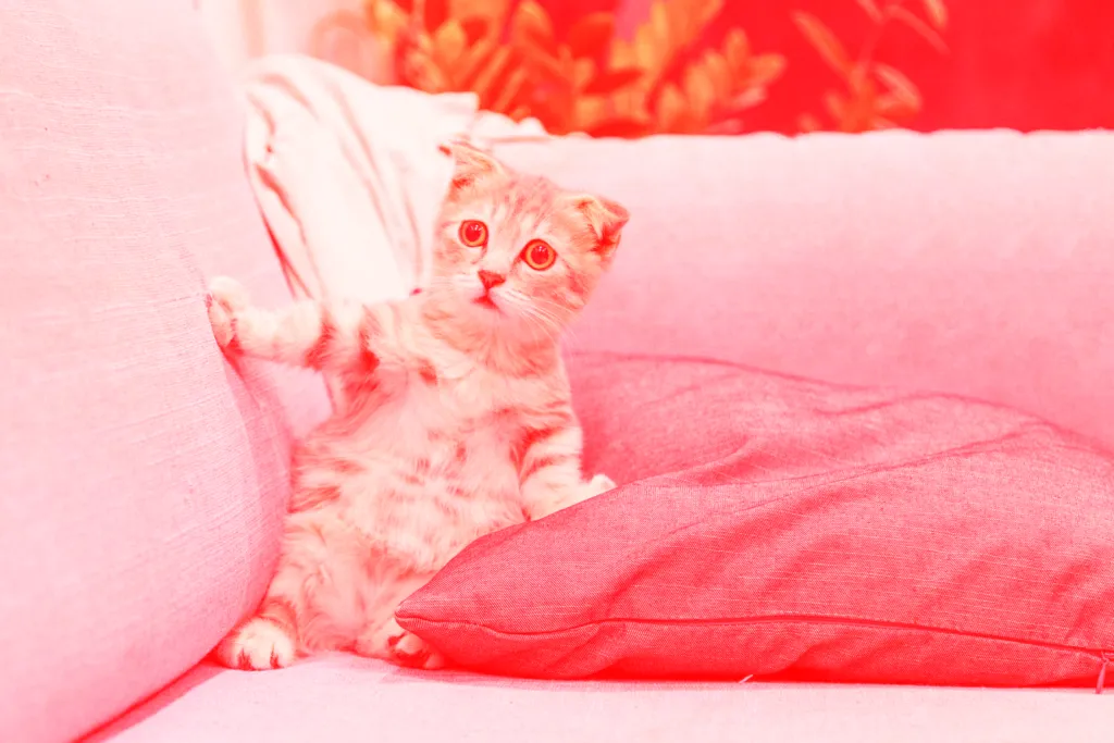500px Chat Surpris Rouge